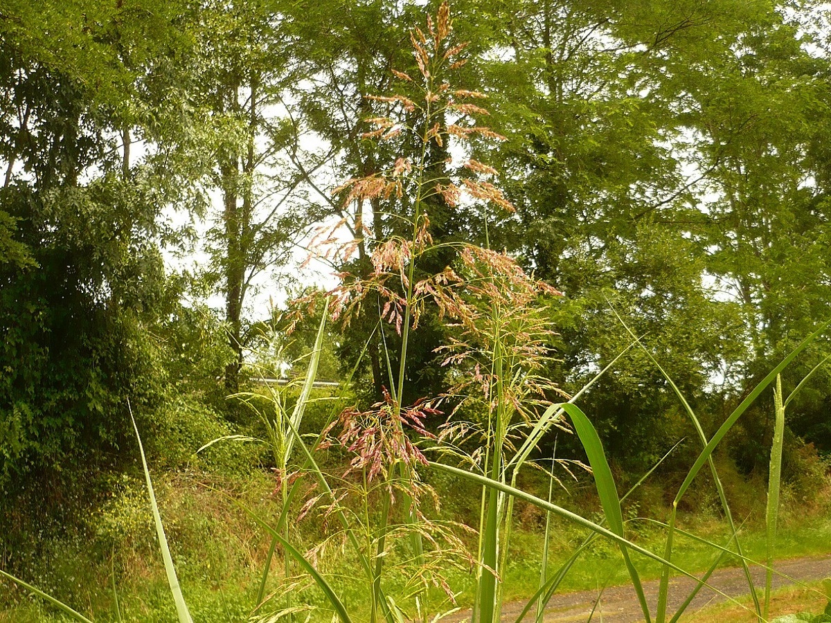 Sorghum halepense (Poaceae)